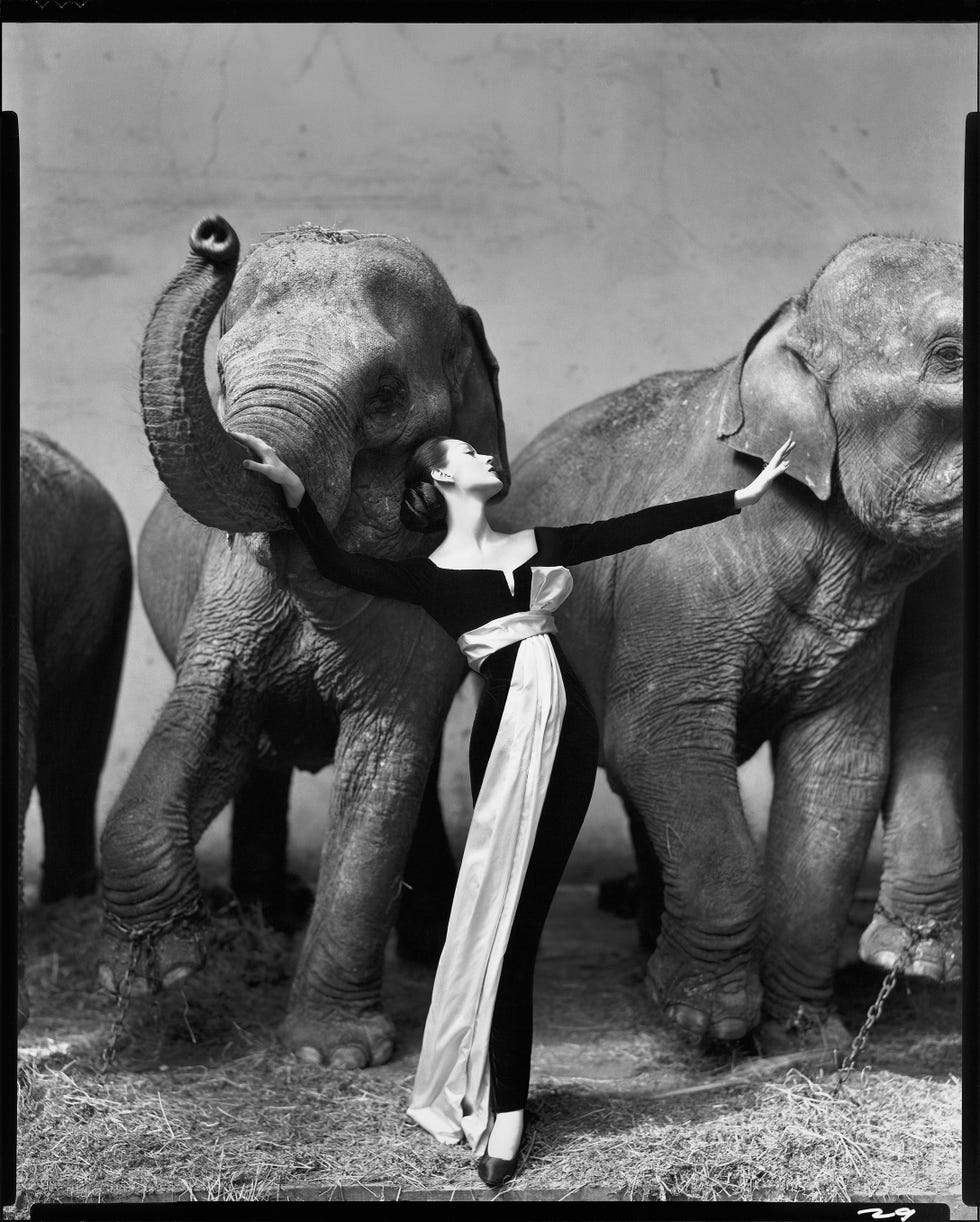 Photograph by Richard Avedon. Dovima with elephants, evening dress by Dior, Cirque d’Hiver, Paris, August 1955.