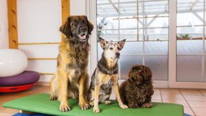 Essential Tips for Preparing Your Dog for Boarding