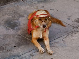 From Runway to Leash: How Fashion Trends Are Trickling Into Pet Style