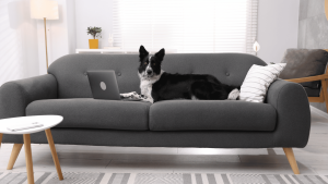 Best Pet-Friendly Sectional Brands for Homes with Dogs and Cats in 2026