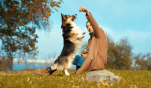 Dog Training Facts and Statistics: Benefits, Costs, and Key Trends